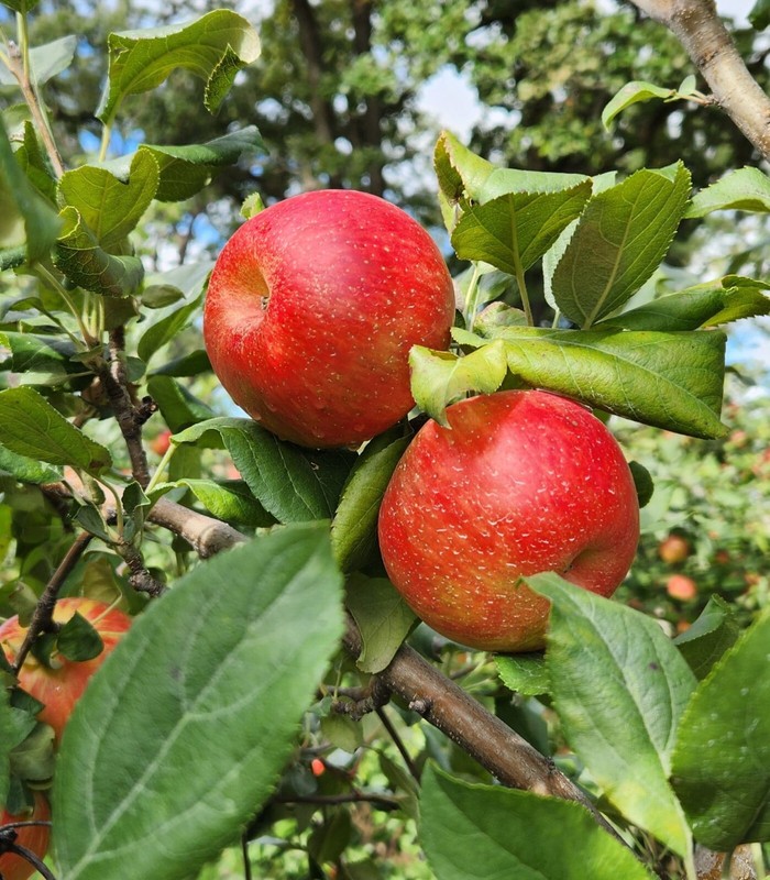 Honeycrisp Apple Chips gallery